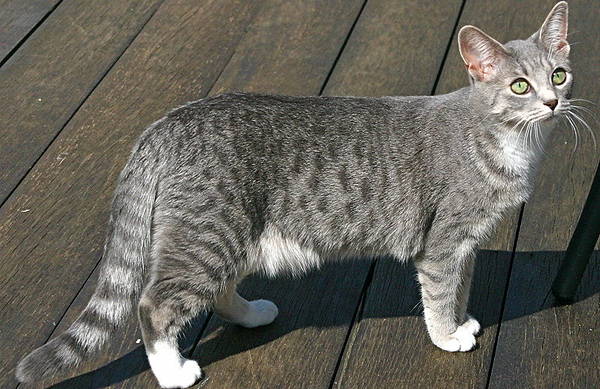 silver tabby cat with amber eyes