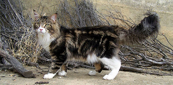 brown black and white tabby cat