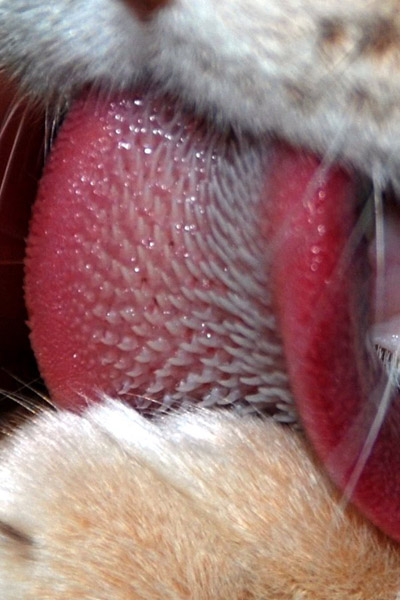 Cat's Tongue